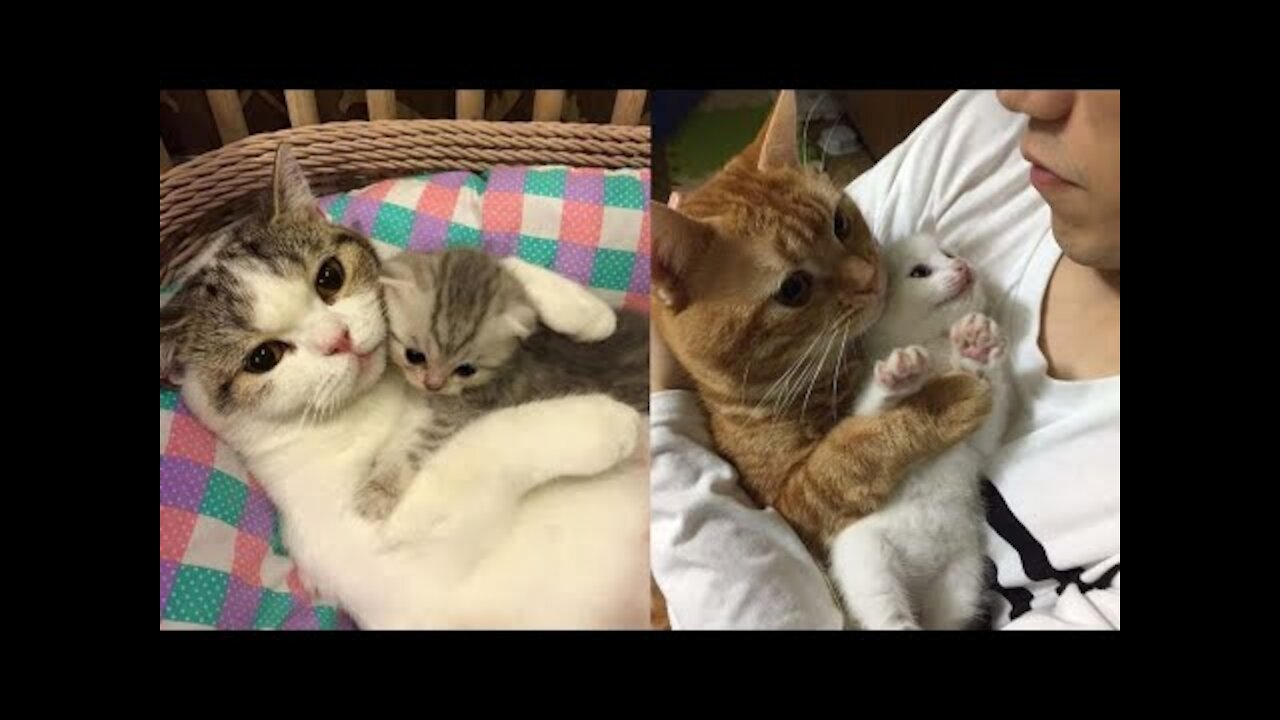 Funny Cats ✪ Mother cats protecting their Baby kittens