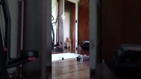 golden dog