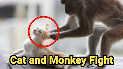 Monkey Fights with Cats So Funny Until It's Not