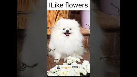 cute she dog funny video || dogs. funny video || dog videos