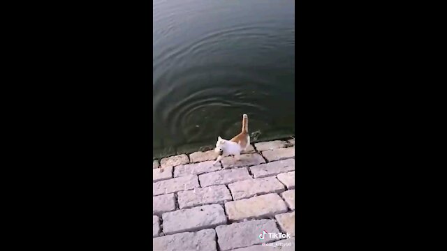 Funny Cat Catching Fish