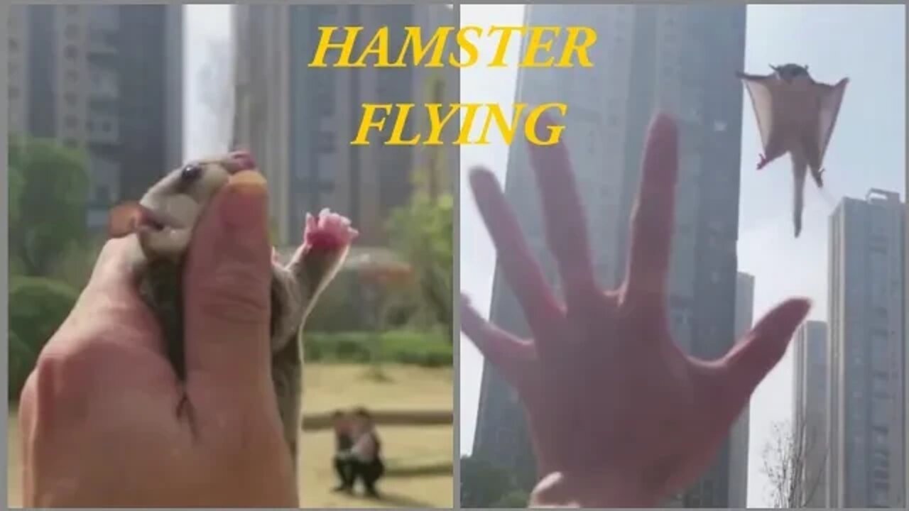 hamsters can fly