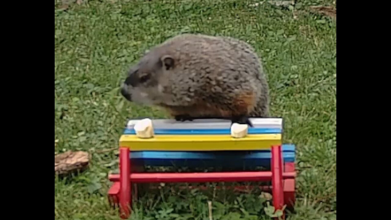 Groundhog Picnic