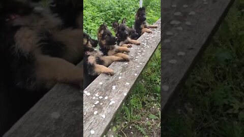 Puppy's Christmas Grooming #Puppy #Dogs #Shorts #Puppyvideo #Shortvideo #dog #doglover #cutedog