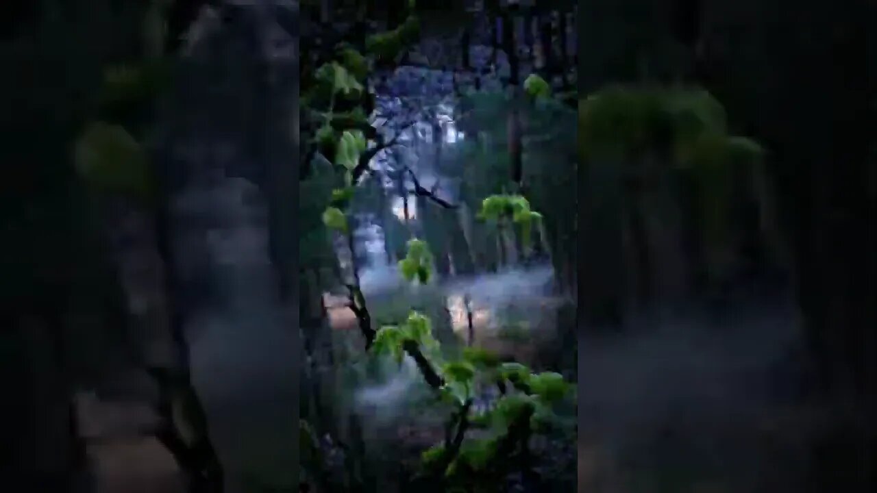 a forest at dawn, the mist rising off the ground and the trees just starting to awaken.... animation