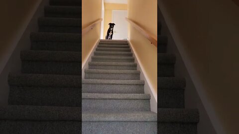 8 month old puppy learns to go down the stairs #shorts #youtubeshorts #puppy