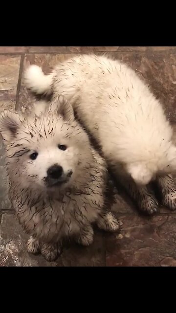 Dirty Samoyed Puppies Plays In The Mud