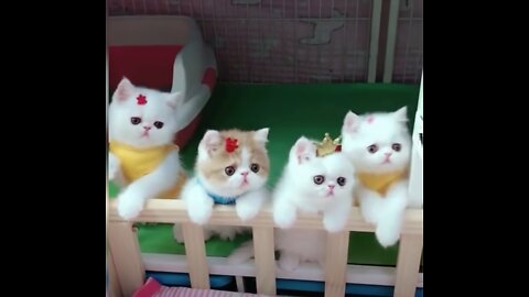 Baby Cats Cute and Funny Baby Cat Videos Compilation