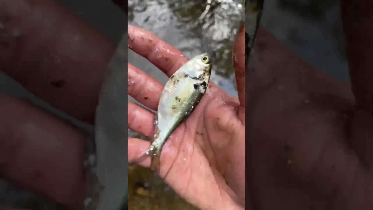 He wasn’t harmed🙄#river #fishing #daily #outdoors