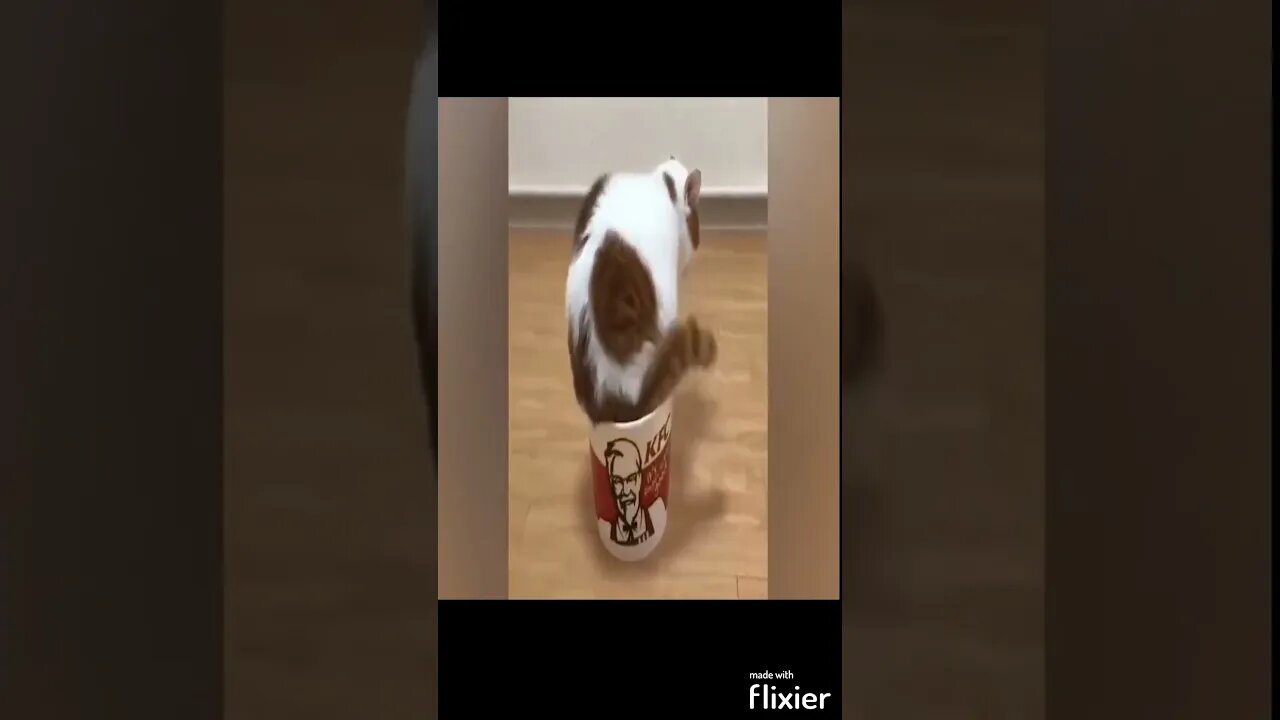 смешные животные #смешное видео #shorts