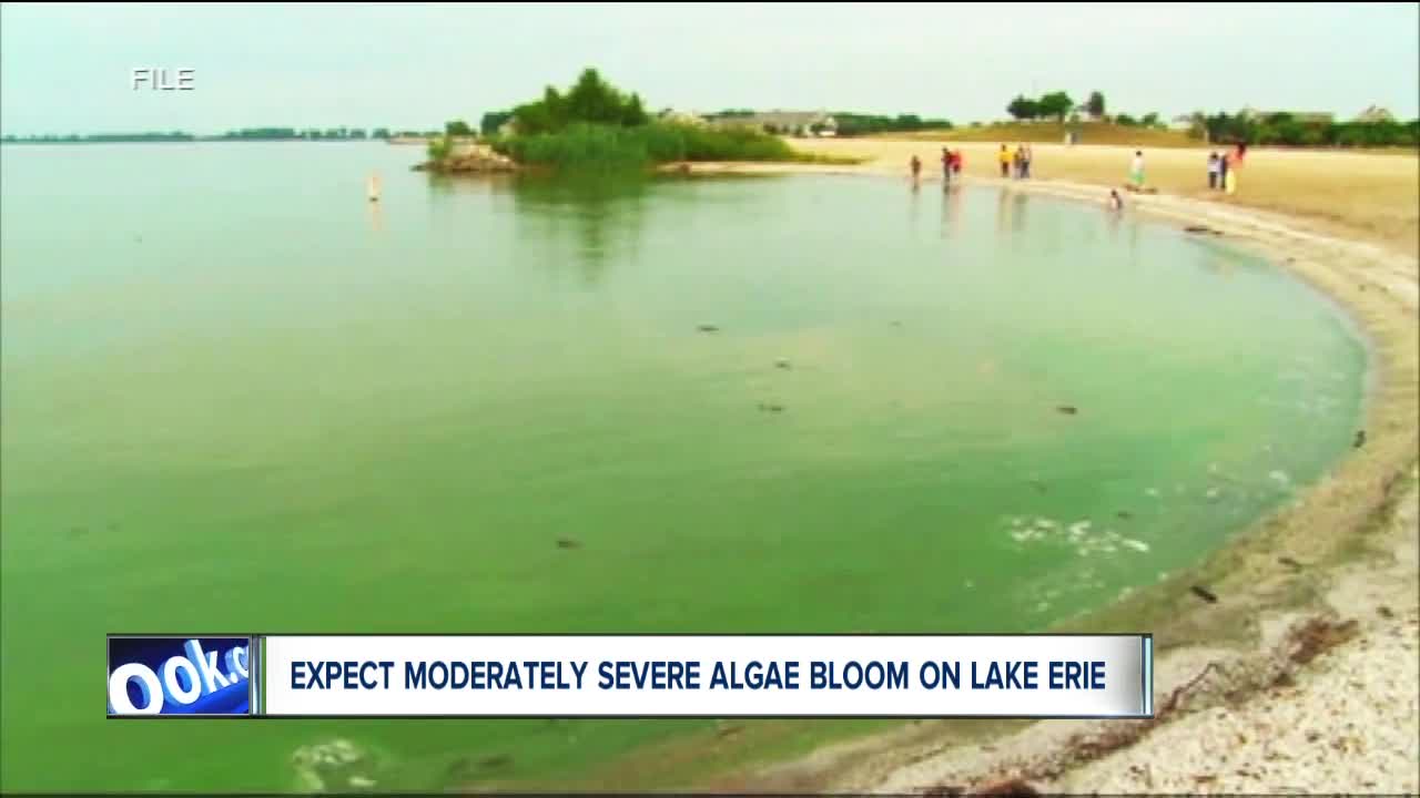 More rain means more algae in Lake Erie later this summer