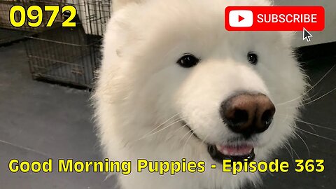 [0972] GOOD MORNING PUPPIES - EPISODE 363 [#dogs #doggos #doggies #puppies #dogdaycare]