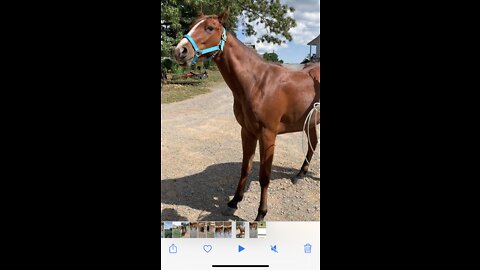 Colt afraid of going in barn