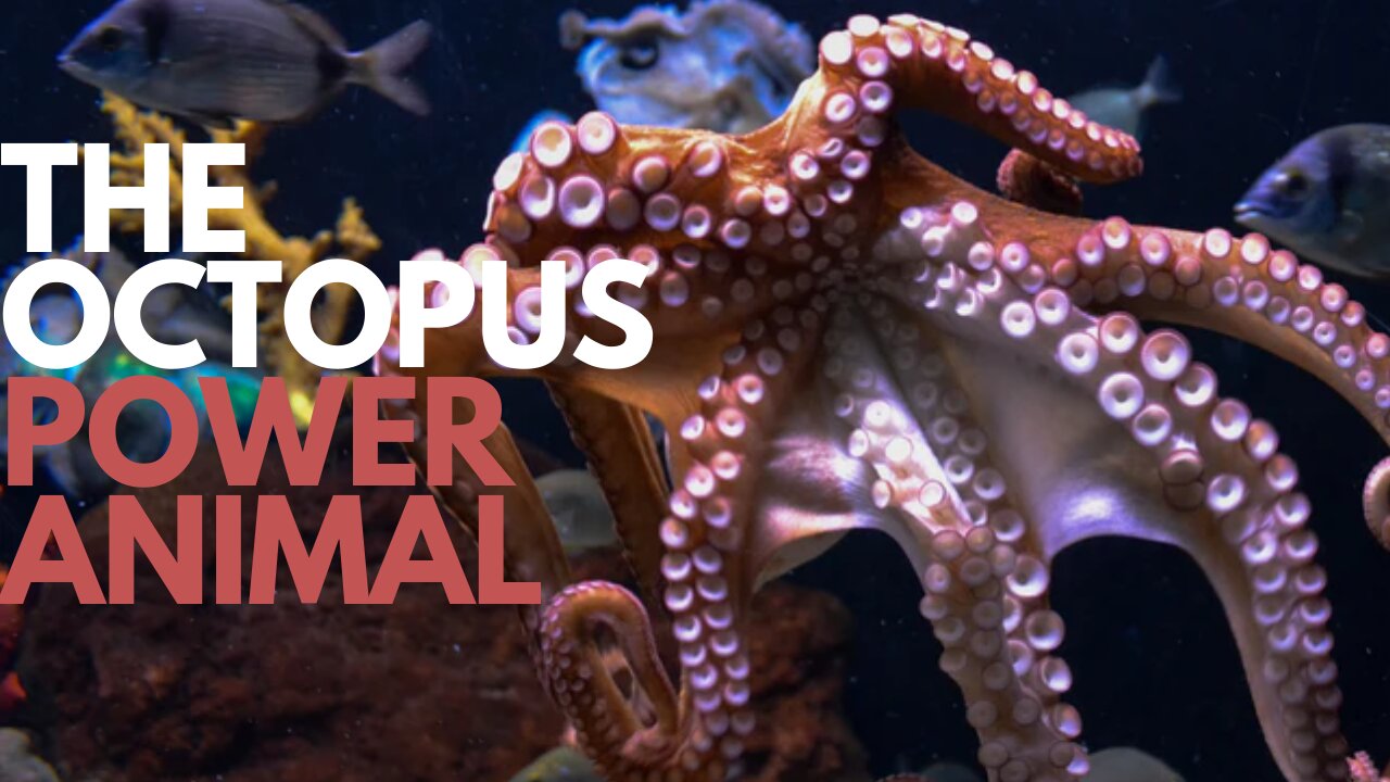 The Octopus Power Animal