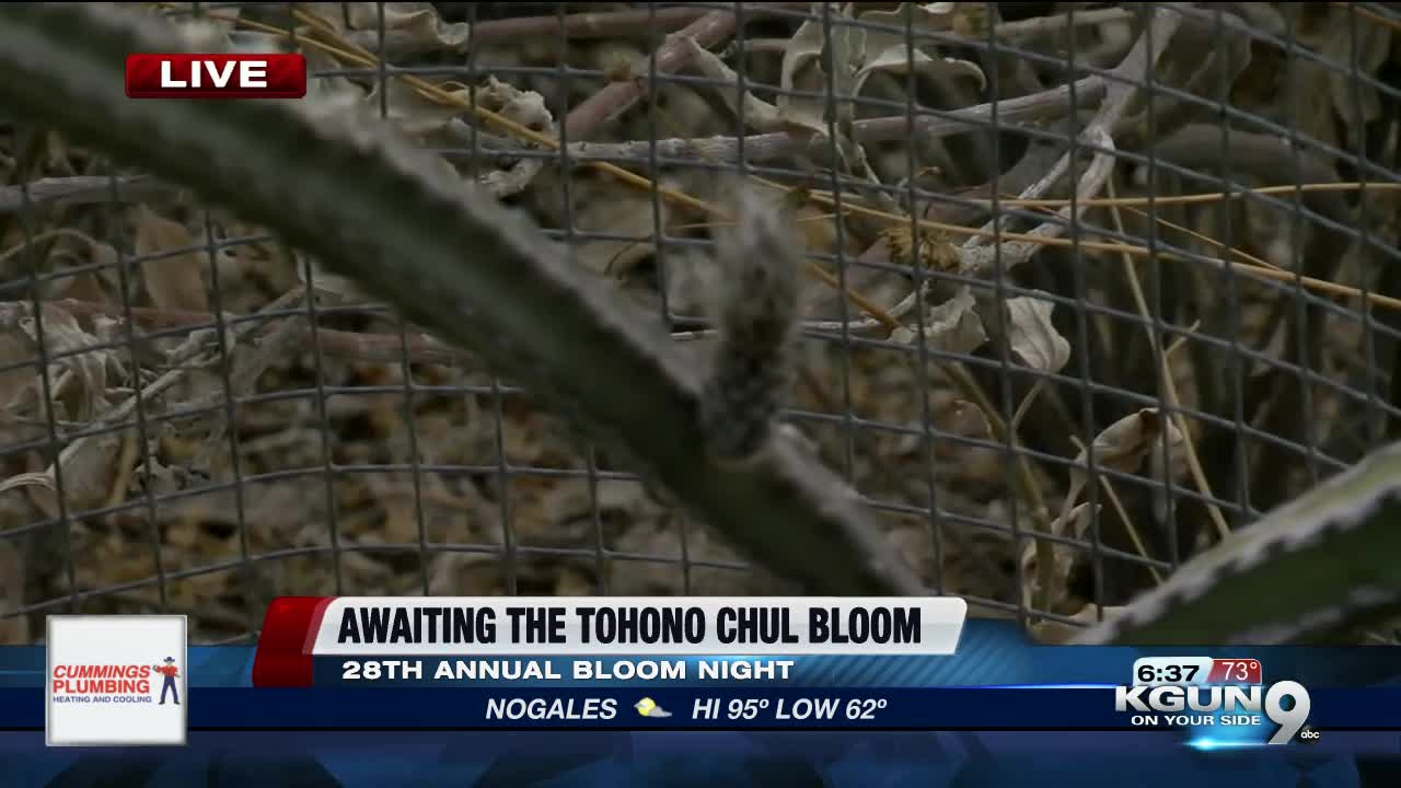 Tohono Chul Garden prepares for annual mass bloom