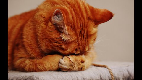 Cute Pets And Funny Animals Compilation #134​💗 Pets Garden