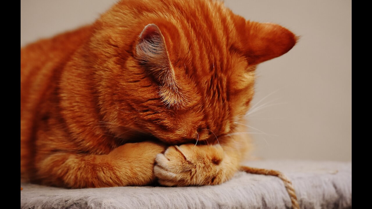 Cute Pets And Funny Animals Compilation #134💗 Pets Garden