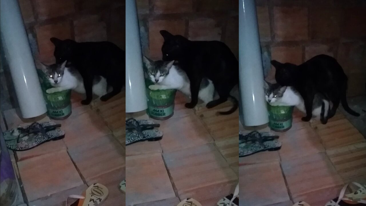 kittens mating