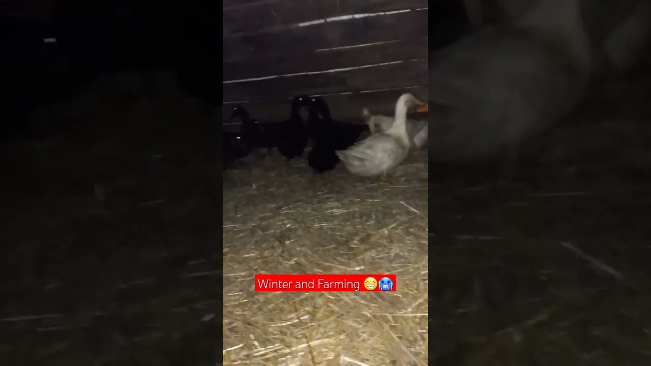 Weekend Duck Farming episode 2😁🪿|#shorts #short #shortvideo #shortsvideo #shortsfeed #video #viral