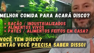 🔴 Acará Disco e a Melhor Alimentação em Aquário: Alimento Vivo, Patês ou Ração?