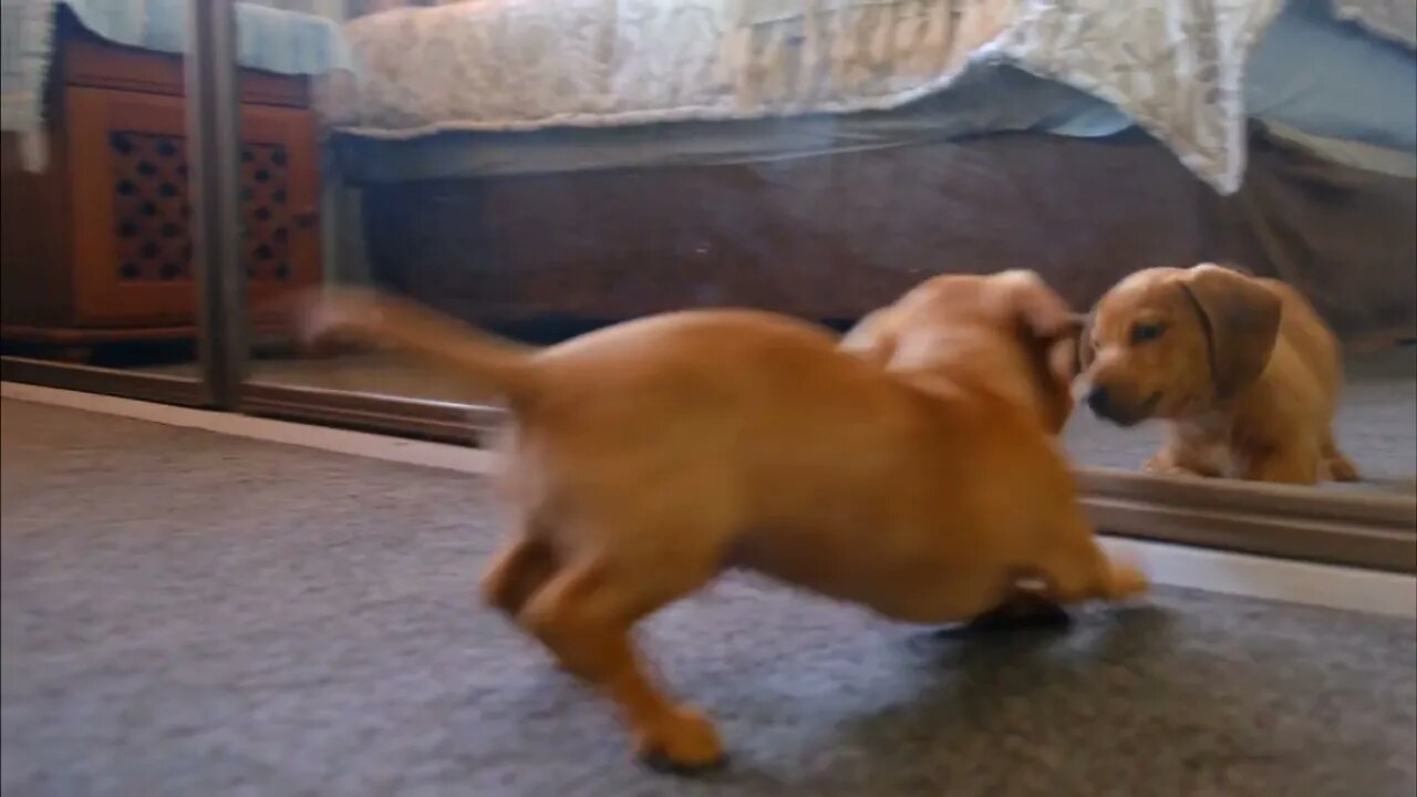 Funny A Dog Fights With His Reflection In The Mirror