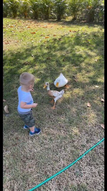 Sweet little toddler gets chased by the ducks