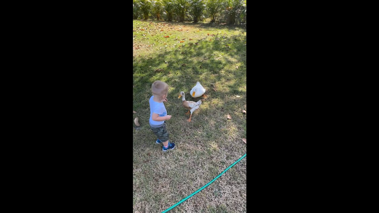 Sweet little toddler gets chased by the ducks