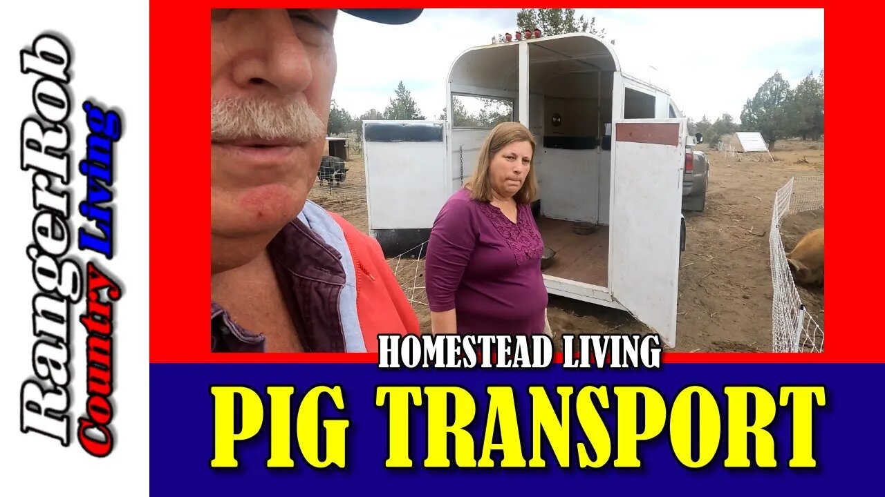 "Can We Pull It Off? Transporting Pigs In A Trailer!"