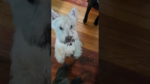 Frankies mud goatee