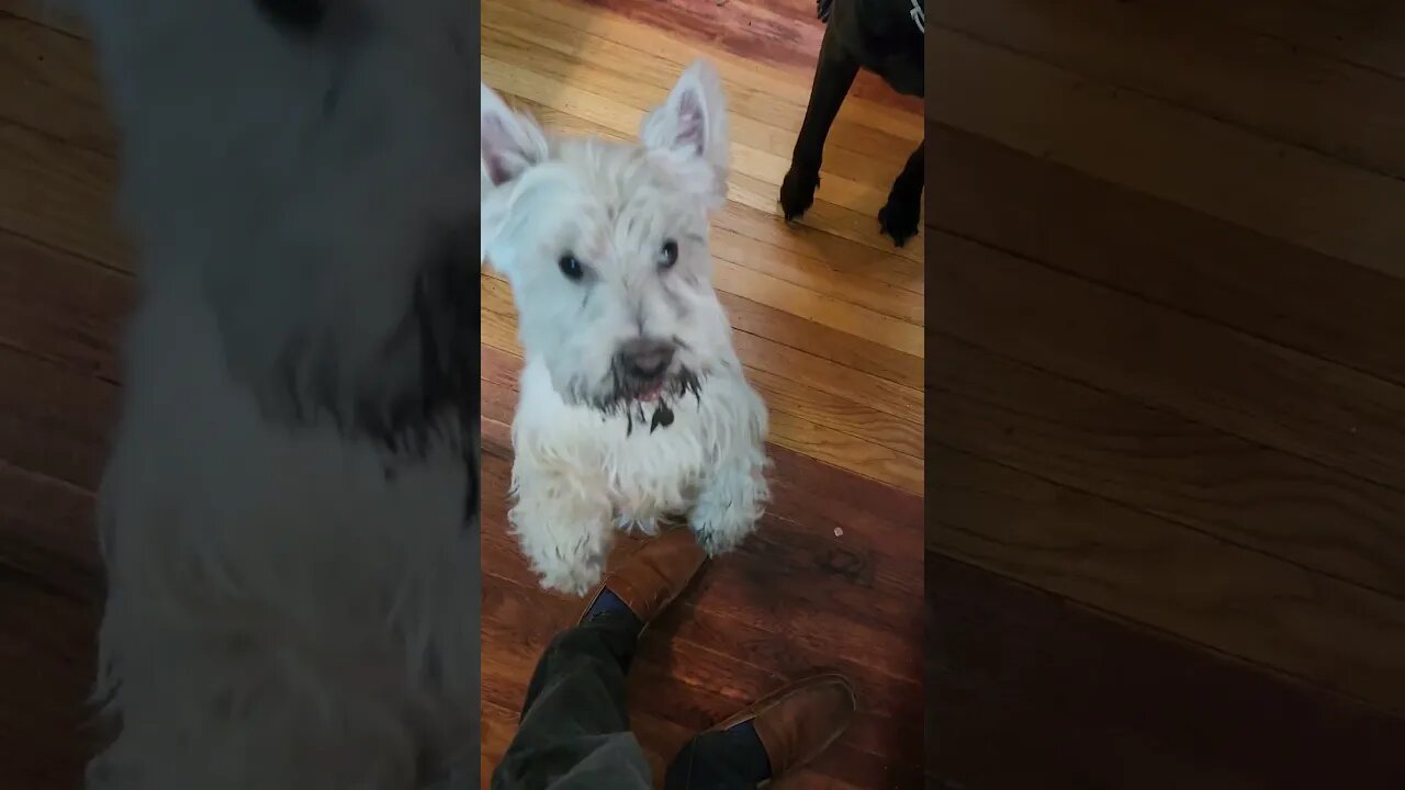 Frankies mud goatee