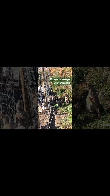 Free range chickens inside and outside the dog yard