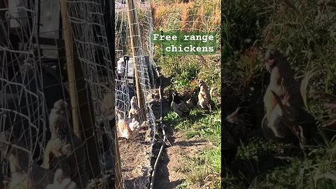 Free range chickens inside and outside the dog yard