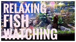 Relaxing Fish Watching | The Magic Flute | Wolfgang Amadeus Mozart | Music for Mozart Effect |