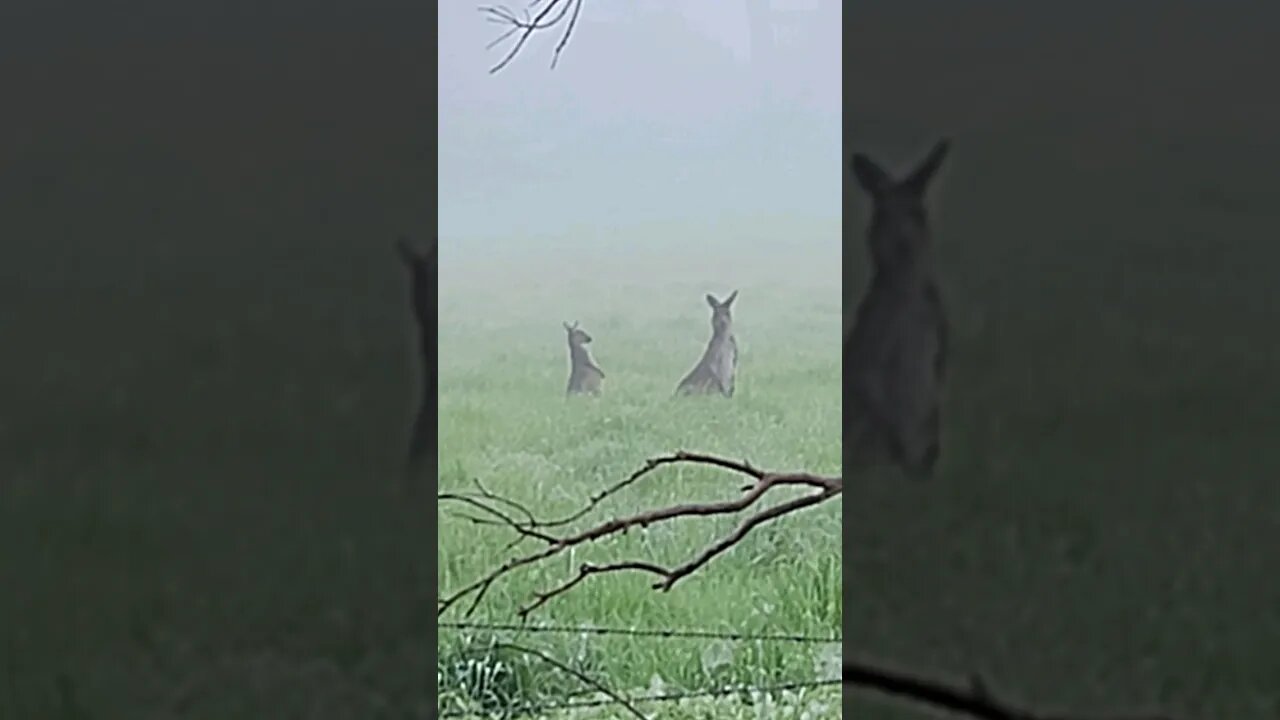 Roo's In The Mist #farmlife #kangaroos #fleetwoodmac