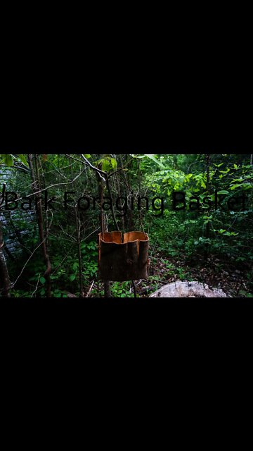 How to make Tulip Bark Foraging Basket. Bark Container for mushrooms Primitive skills and Bushcraft.