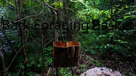 How to make Tulip Bark Foraging Basket. Bark Container for mushrooms Primitive skills and Bushcraft.