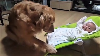 Golden Retriever babysitter gently rocks baby