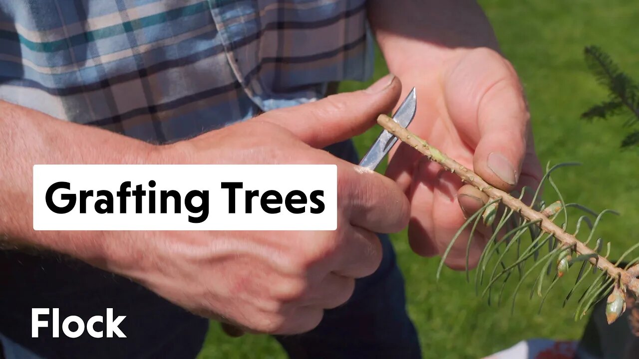 GRAFTING Ornamental Trees & Shrubs — Ep. 096