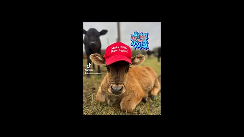 Raw Milk! Calves for Trump!