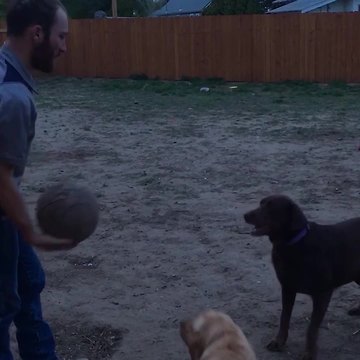 A Dog And A Man Play Catch And Bounce A Basketball