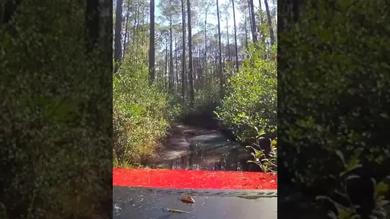 Up The Creek and completely lost somewhere in Osceola National Forest