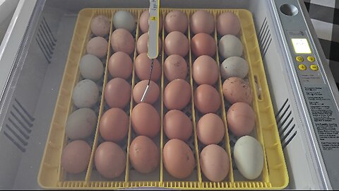 LGEXRCH 36 54 Automatic Egg Incubator