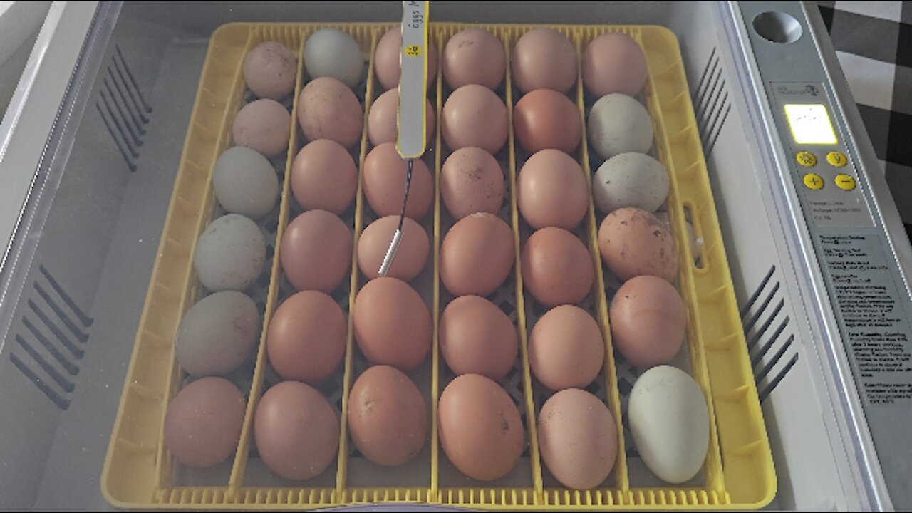 LGEXRCH 36 54 Automatic Egg Incubator