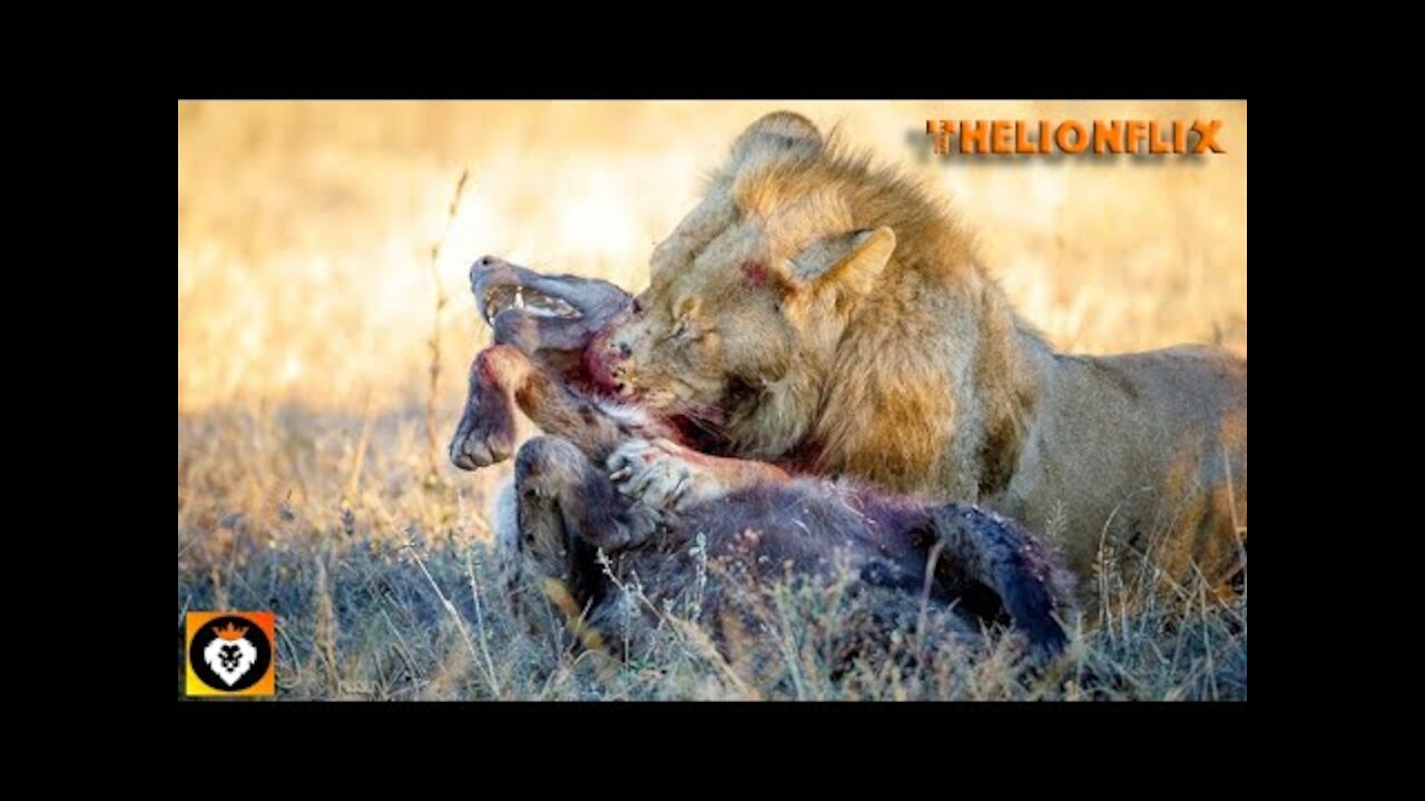 Lions Killing Hyenas Top Moments!