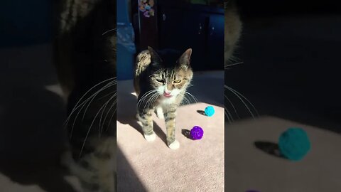 Little Cat Sitting in Sun Beam #photosynthesis