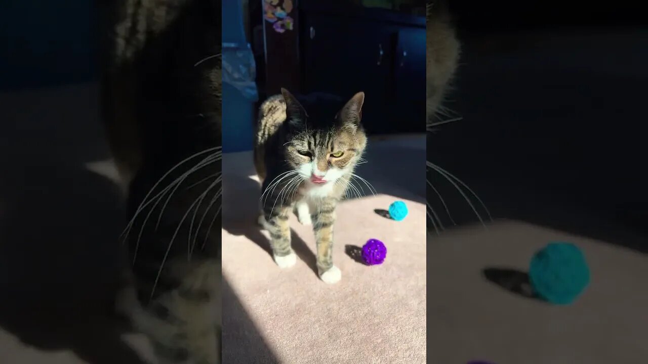 Little Cat Sitting in Sun Beam #photosynthesis