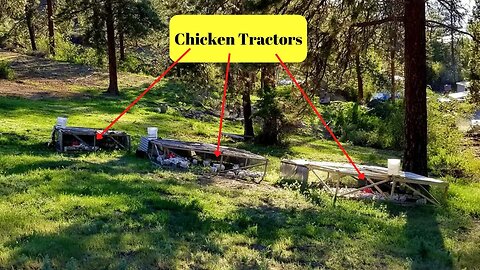 Moving our Joel Salatin Style Chicken Tractors.