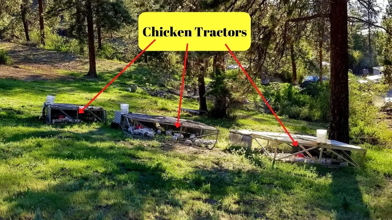 Moving our Joel Salatin Style Chicken Tractors.
