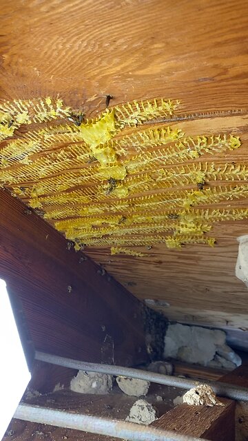 Rock house comb transfer to hive complete