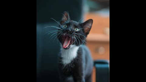 amazing funny cat 🥰